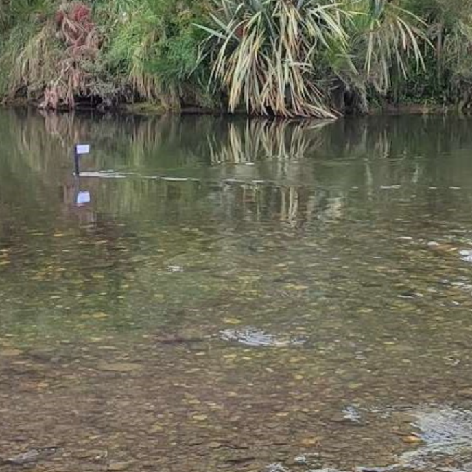 Pomahaka River Salmon eDNA study